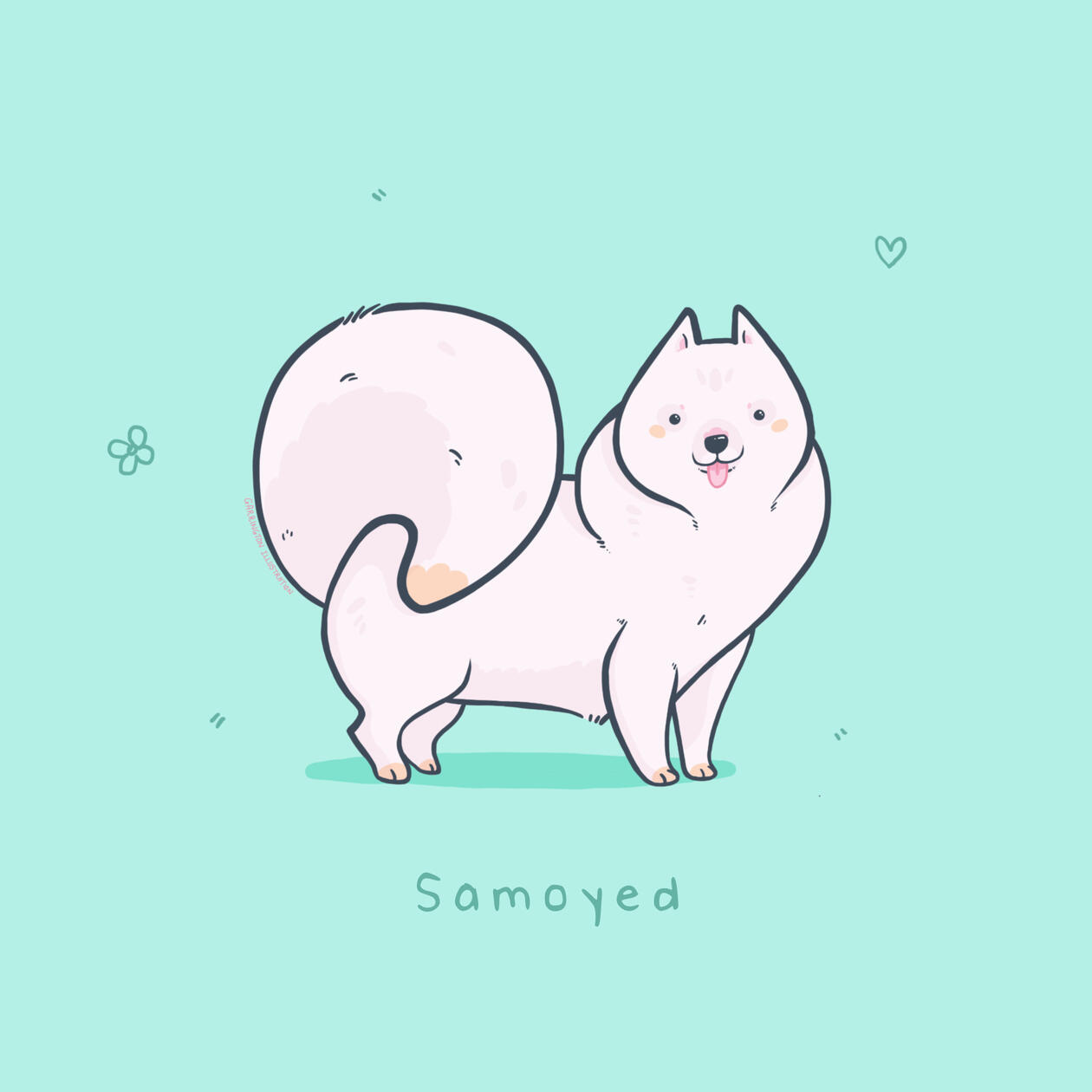 Samoyed